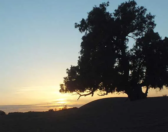 arbre acacia desert maroc