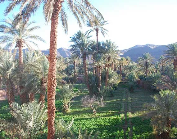 palmeraie oulad driss