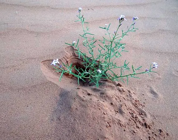 plante desert maroc