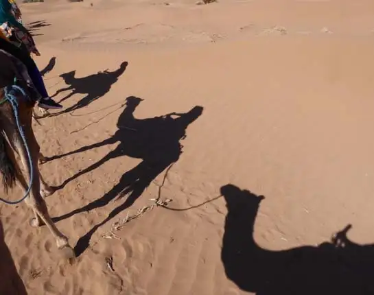 Caravan Dromadaires Mhamid desert
