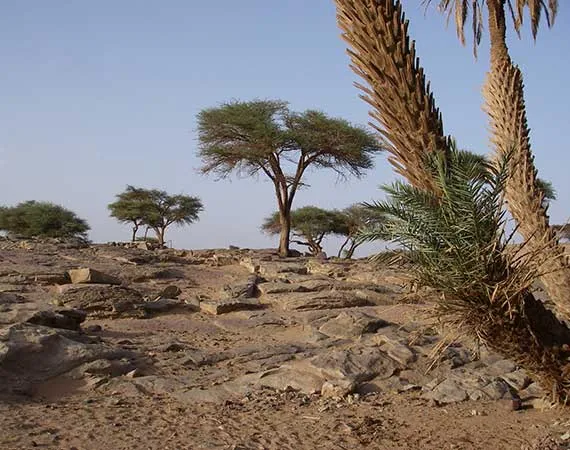 arbre acacia oasis desert maroc