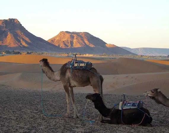 bivouac desert zagora