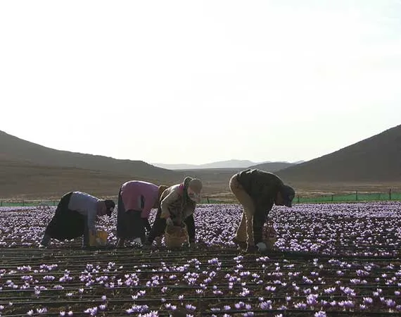 cueillette safran maroc