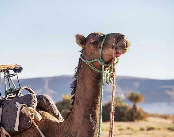 dromadaire desert sud zagora