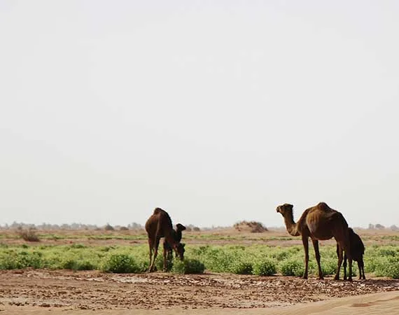 dromadaires desert higaga maroc