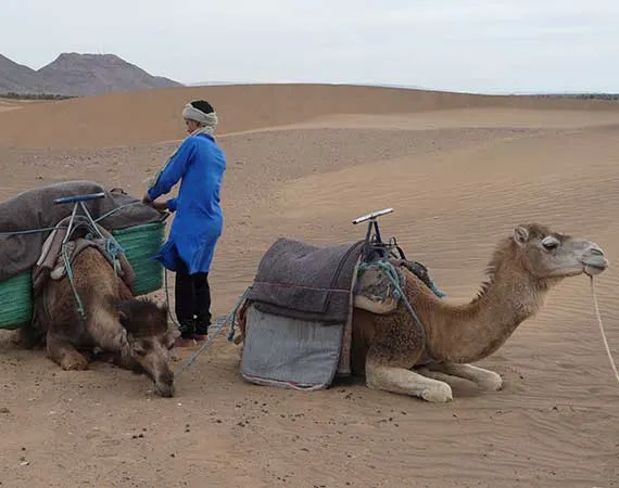 dromadaires dunes zagora