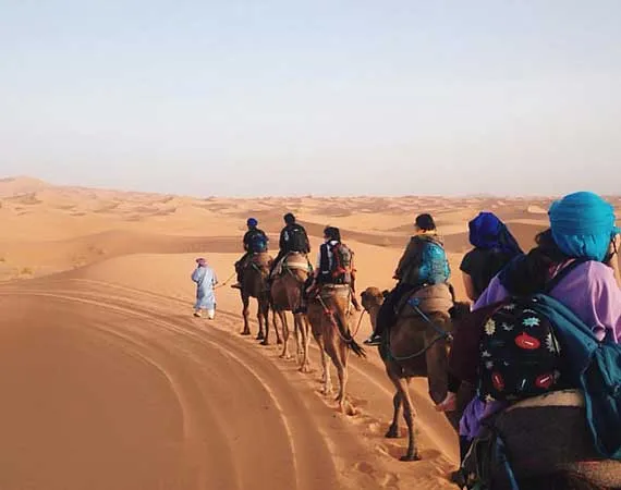 dromadaires merzouga bivouac