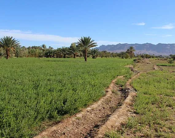 jardins cultures vallee draa maroc