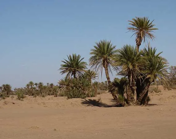 oasis desert maroc
