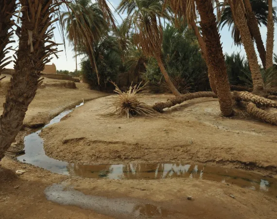oasis sacree desert mhamid