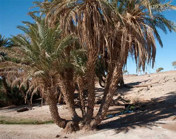 oasis sacree excursion mhamid