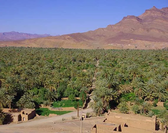 palmeraies sud maroc