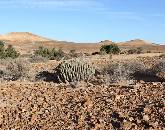 paysage desertique