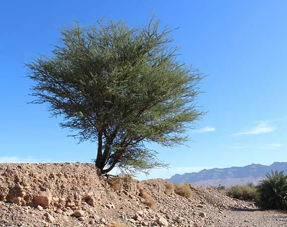 paysage vallee draa zagora