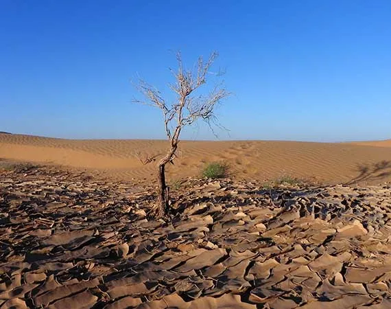 plante paysage desert sud maroc