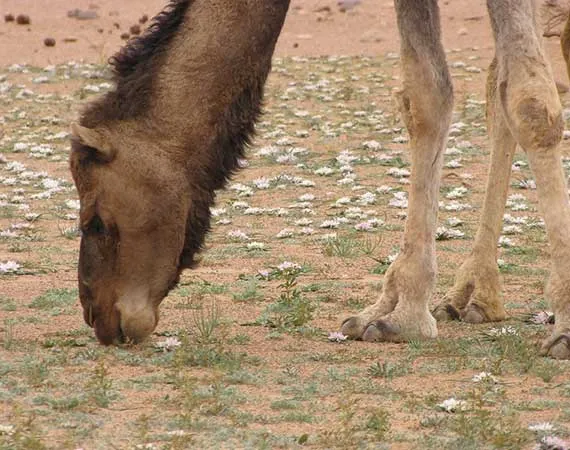 plante sahara maroc