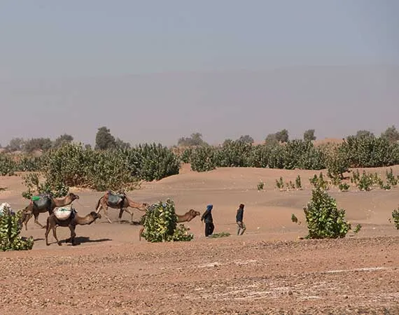 rando a pied mhamid maroc