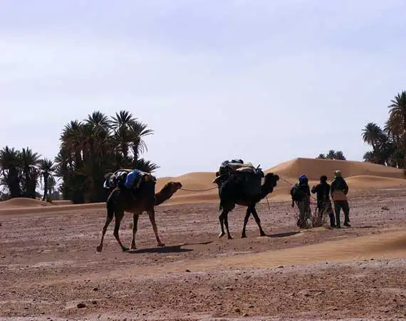 voyage dromadaires Mhamid
